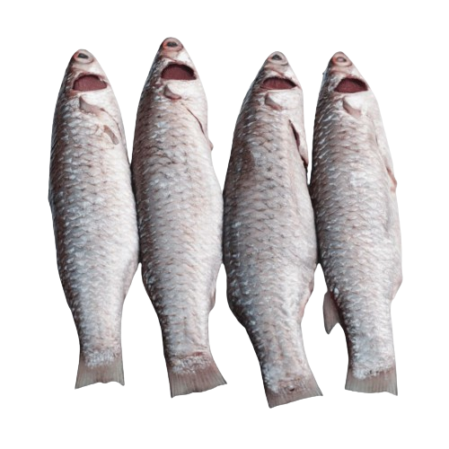 https://backoffice.grammoshop.com/upload/images/0211-2024-05-13.png